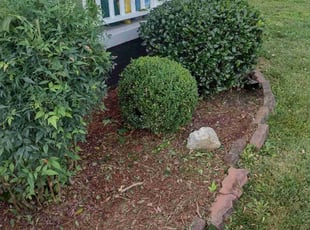 Bush Trimming by Joseph White for Beth R. in Lenoir City, TN