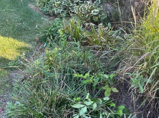 Bush Trimming by Jason Scott for Heather R. in Gaithersburg, MD