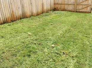 Cleanups by Mark Workman for Logan H. in Richmond, VA
