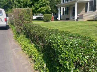Bush Trimming by Joseph Muluya for Taylor B. in Catonsville, MD