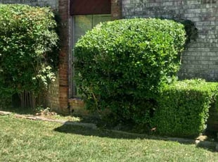 Bush Trimming by Valentina Toledo for Dani R. in DeSoto, TX