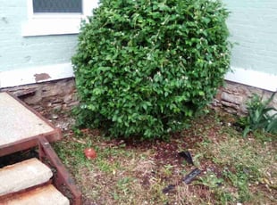 Bush Trimming by Connie Mahoney for Christopher H. in Cincinnati, OH