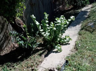 Weeding by Jimie Griffin for Alicia P. in Fort Worth, TX
