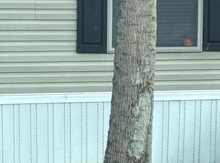 Bush Trimming by Mike Szpara for Joanne C N. in Flagler Beach, FL