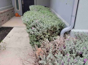 Bush Trimming by Reginaldo Perez for Roger T. in Austin, TX