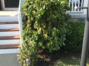 Bush Trimming by Jt Sallee for Sandi D. in Milford, OH