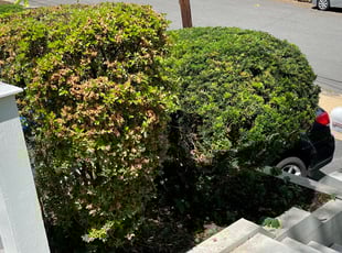 Bush Trimming by Fidel Rodriguez for Olivia C. in Arlington, VA
