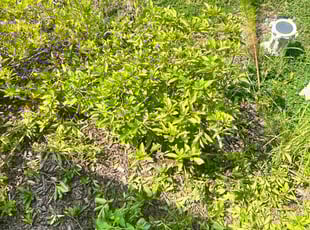 Bush Trimming by James Ziobro for Susan P. in Holly Springs, NC