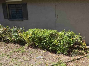 Bush Trimming by Elvis Pintado for Leana S. in Clearwater, FL