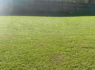 Brett L.'s Lawn Mowing service result