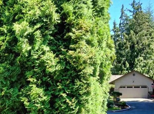 Bush Trimming by William Bannan for Stacy M. in Everett, WA