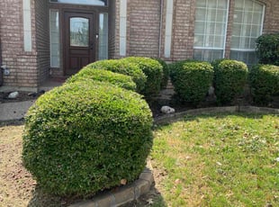 Bush Trimming by Victor Ramirez for Keith A. in Bedford, TX