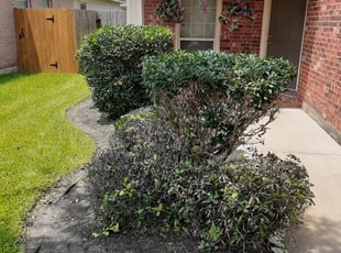 Bush Trimming by Gregorio Castruita for Paul K. in Manvel, TX