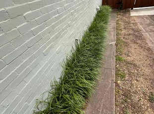 Weeding by Jorge Aguilar for Noa G. in Dallas, TX