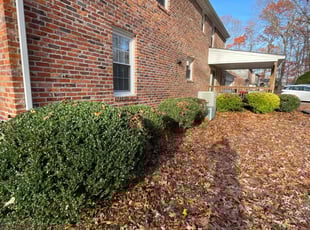 Bush Trimming by Chris Thomas for Diana H. in Chester, VA