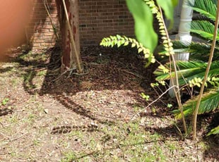 Weeding by Brandon Walls for Tyler M. in Gulf Breeze, FL