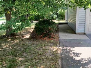 Bush Trimming by James Rogers for Kevin c. in Coon Rapids, MN