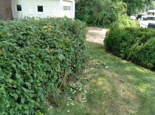Bush Trimming by Kevin Rhyne for Rebeca R. in Madison, WI