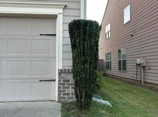 Melia H.'s Bush Trimming service result