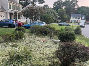 Phyllis D.'s Bush Trimming service result