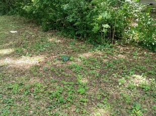 Cleanups by Joe Miller for David B. in Memphis, TN