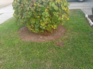Leaf Removal by Shad Elliott for Christina d. in Lavon, TX
