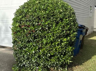 Bush Trimming by Geronimo Giusto for Shakitta E. in Alpharetta, GA