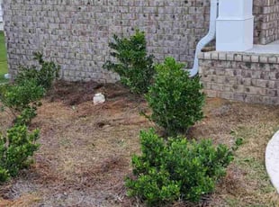 Claree M.'s Flower Bed Weeding service result