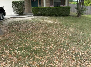 Bush Trimming by Lacy Dixon for RaNisha F. in Schertz, TX