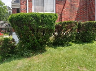 Bush Trimming by Ronald Jacobs for Cheri C. in Cincinnati, OH