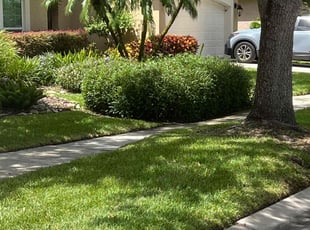 Leah H.'s Bush Trimming service result