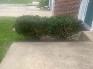 Cate P.'s Bush Trimming service result