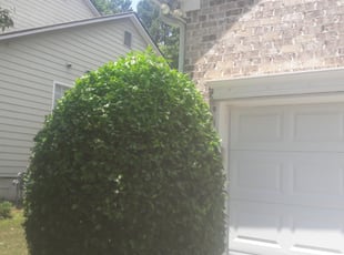 Bush Trimming by Robert Murray for Keyanna J. in Atlanta, GA