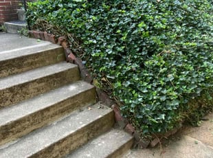 Bush Trimming by Tiara Brooks for Dwayne G. in Wilmington, DE