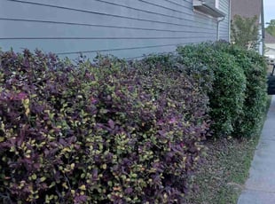 Bush Trimming by Antarah Moody for Bob C. in Douglasville, GA