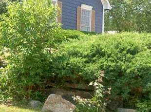 Bush Trimming by Lance Reynolds for Sadaf Z. in Kansas City, MO