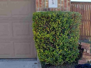 Bush Trimming by Juliana Ledezma for AJ S. in Round Rock, TX