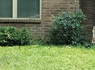 Weeding by Joe Miller for Ahmed A. in Memphis, TN