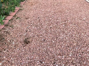 Weeding by Trey Weiler for Gregg W. in Denver, CO