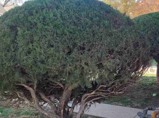 Bush Trimming by Steven J. Smith for Robert G. in Kansas City, MO
