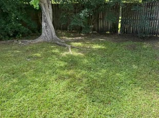 Alycia B.'s Lawn Service service result