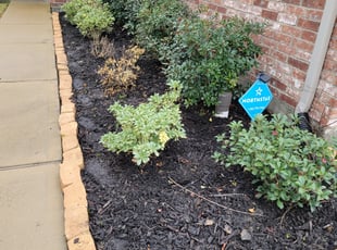 Weeding by Gladis Carcamo for Trevor L. in Katy, TX