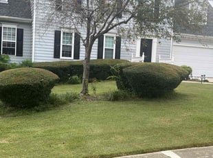 Tairra P.'s Bush Trimming service result