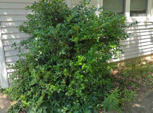 Bush Trimming by Tina Penney for Lisa R. in Reynoldsburg, OH