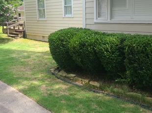 Bush Trimming by Coltin Ray for Gary G. in Birmingham, AL