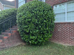 Bush Trimming by Armando J for Lashondra H. in Duluth, GA