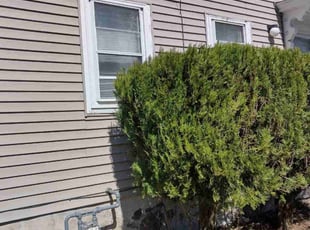 Bush Trimming by Markus Watson for Meagan T. in Rochester, NY
