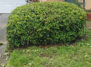 Bush Trimming by Leandro Lobo for Jose C. in Orlando, FL