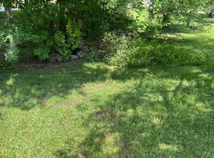 Bush Trimming by Ben Daniels for Dawn T. in Wichita, KS