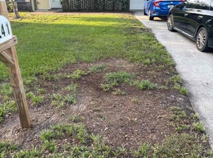 Michael F.'s Leaf Removal service result